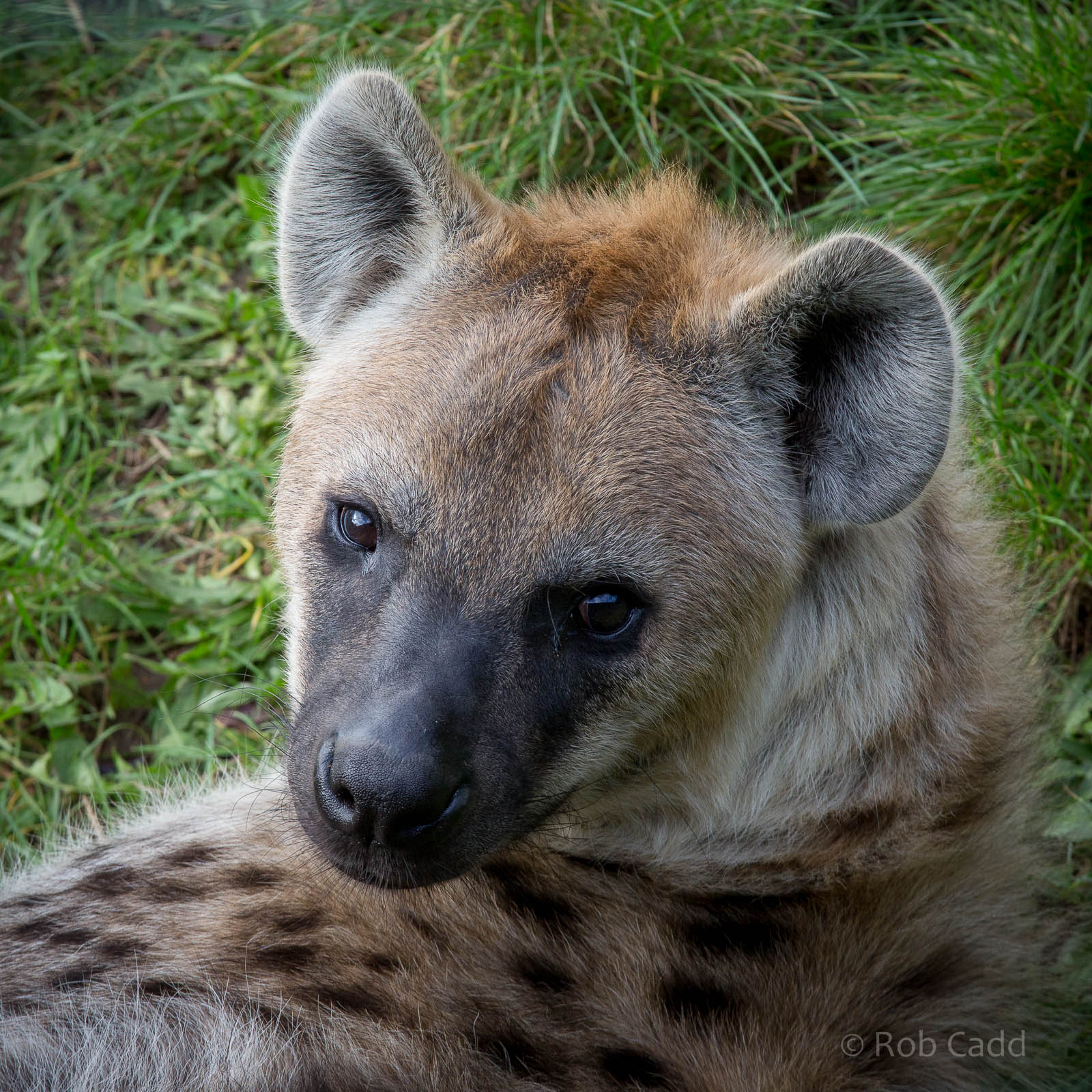 Spotted hyena : Colchester : 18 Oct 2014