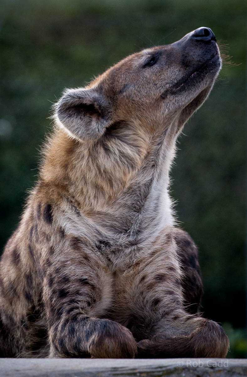 Spotted hyena : Colchester : 19 Sep 2015