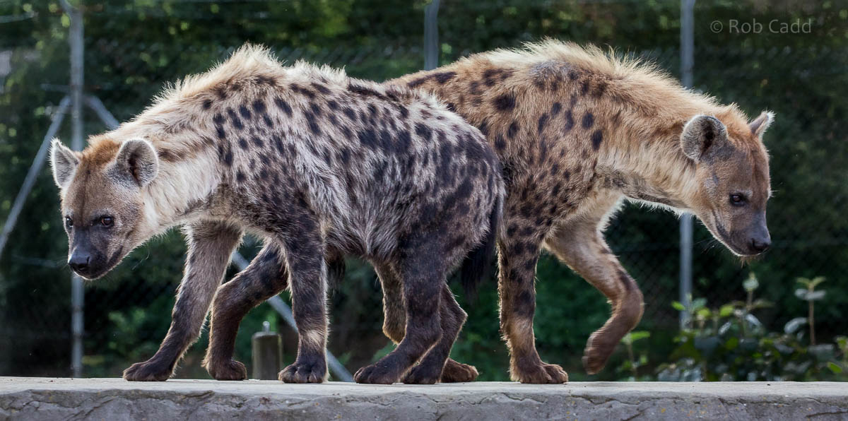 Spotted hyena : Colchester : 19 Sep 2015