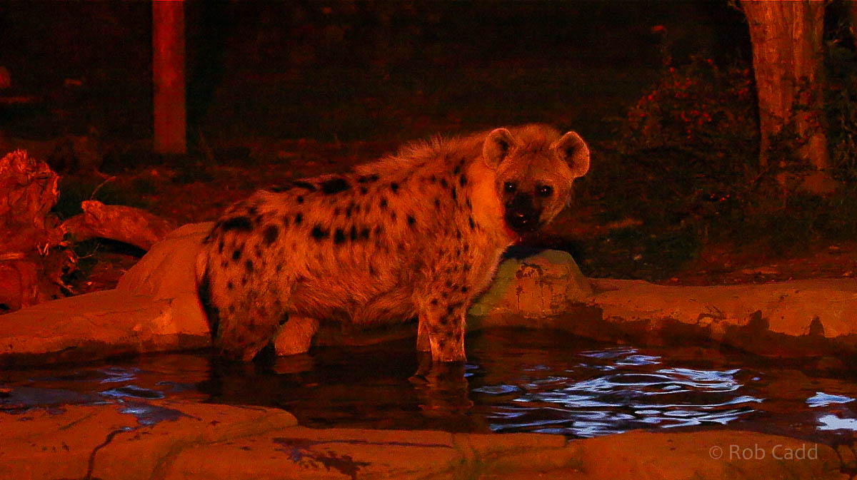 Spotted hyena : Colchester : 19 Sep 2015