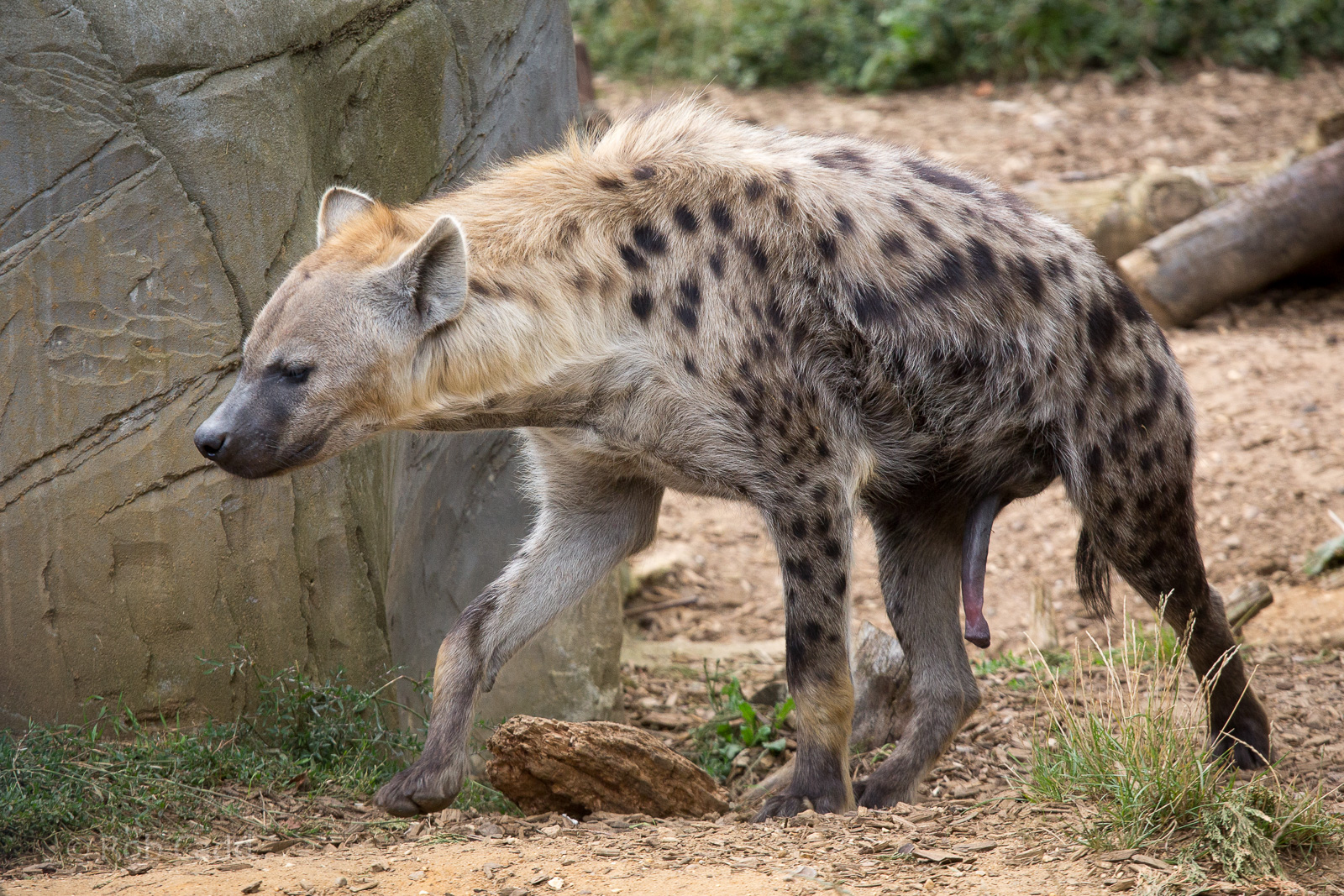 Spotted hyena : Colchester : 22 Aug 2014