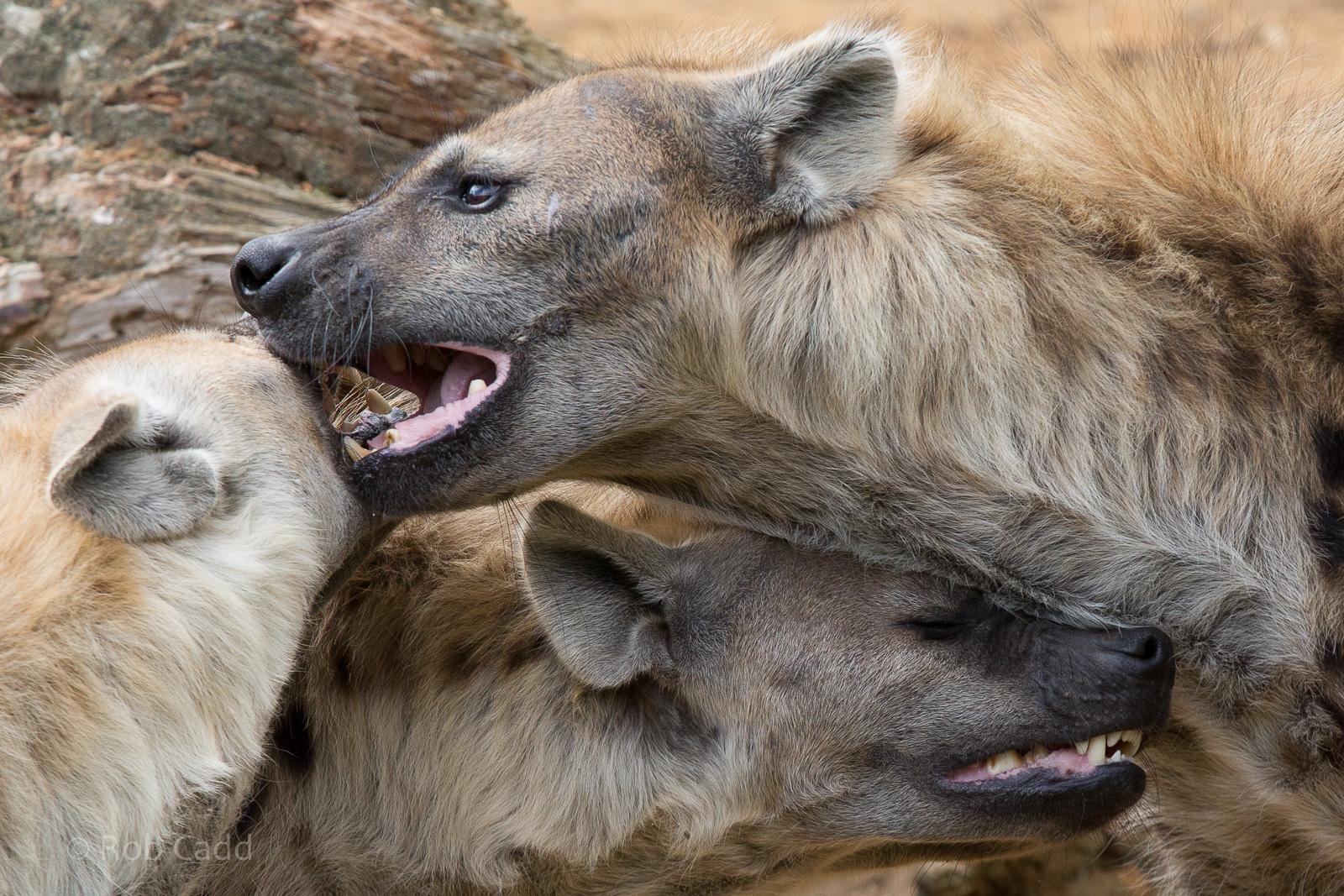 Spotted hyena : Colchester : 22 Aug 2014
