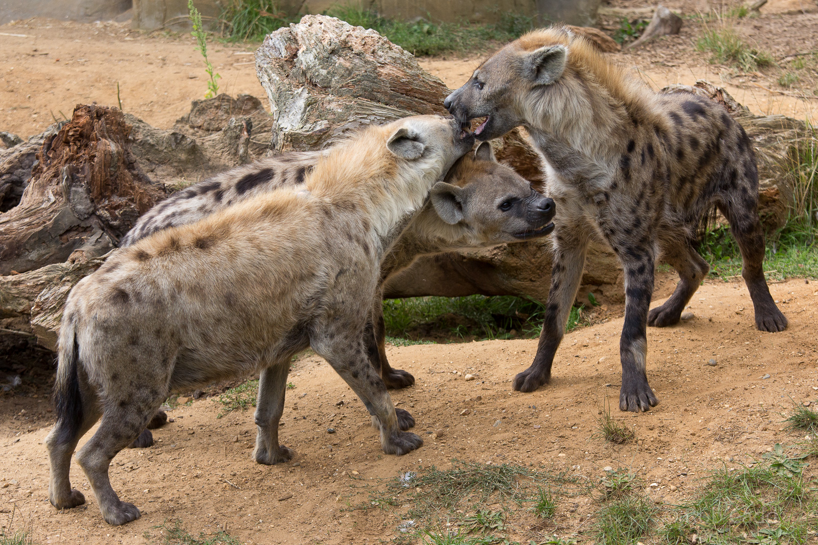 Spotted hyena : Colchester : 22 Aug 2014