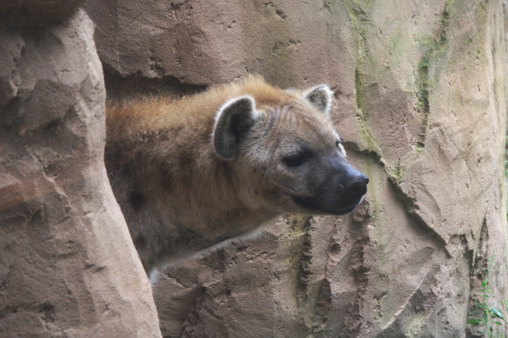 Spotted Hyena (Crocuta crocuta), 15-09-25