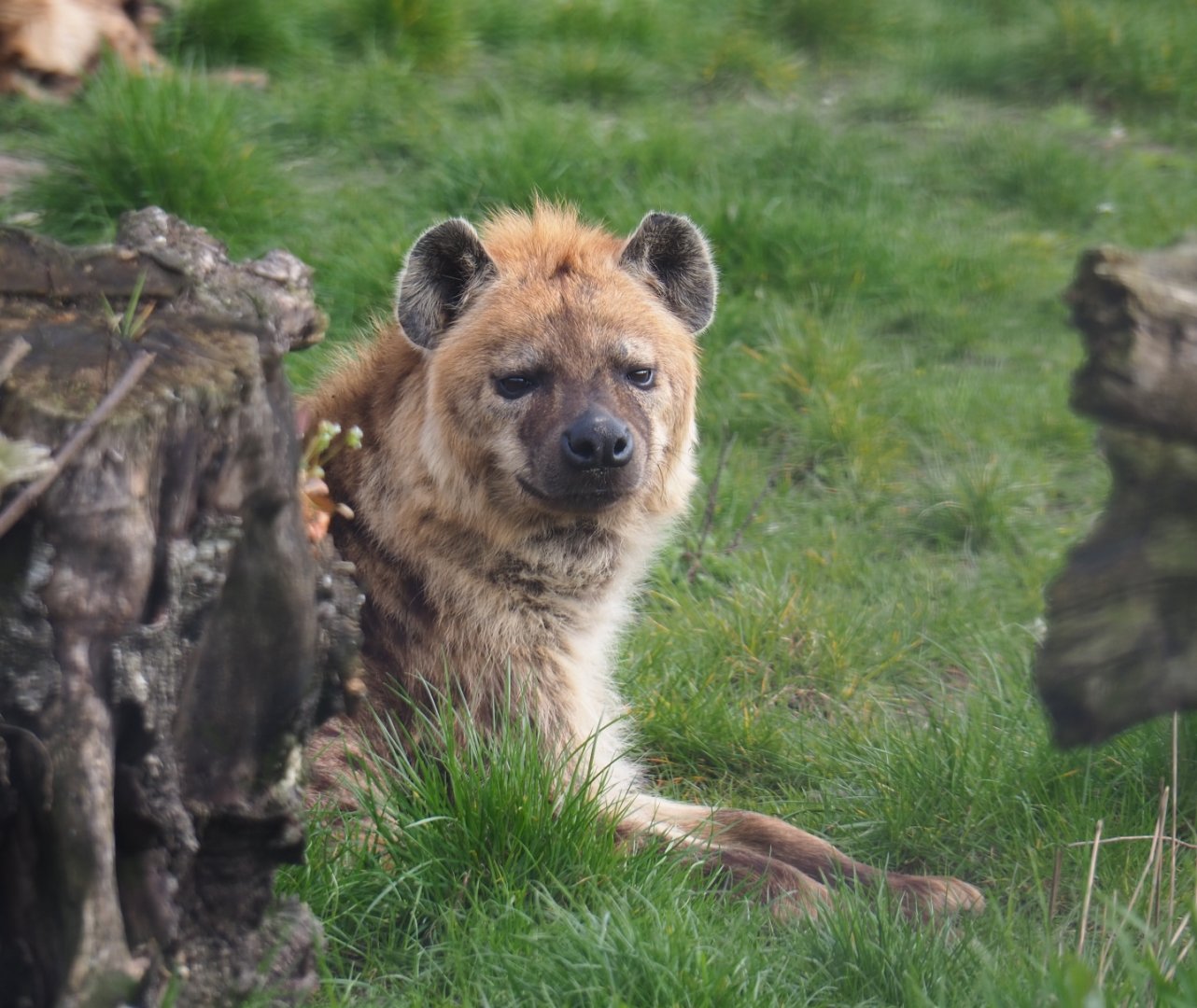 Spotted hyena (Crocuta crocuta), 2019-04-06