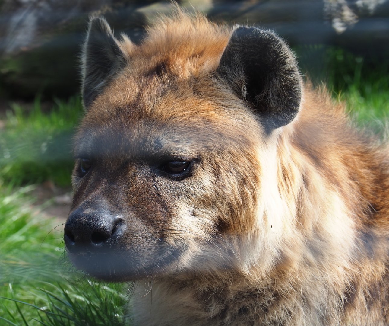 Spotted hyena (Crocuta crocuta), 2019-04-06