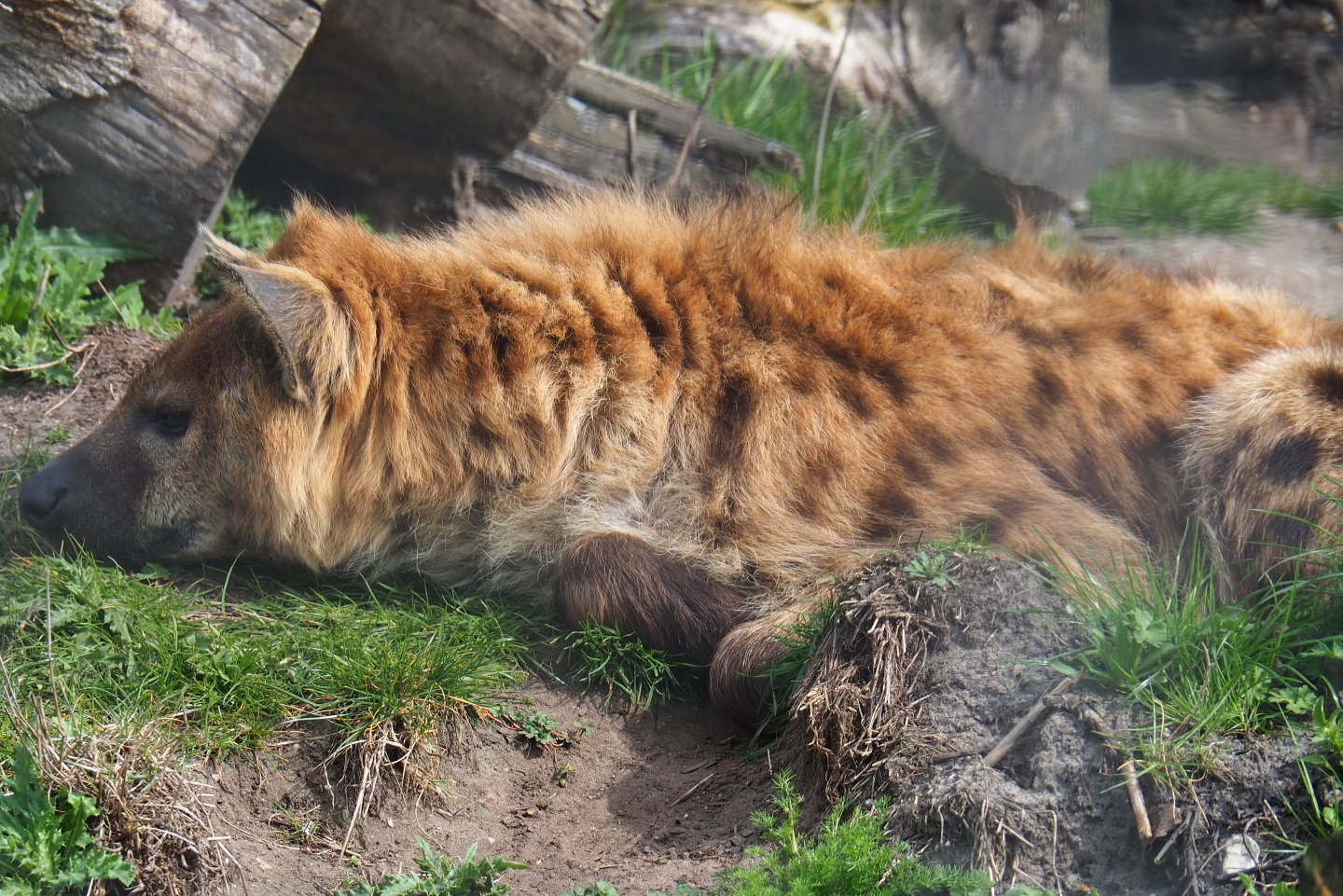 Spotted hyena (Crocuta crocuta), 2019-04-06