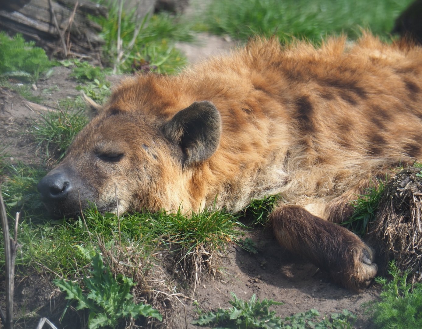 Spotted hyena (Crocuta crocuta), 2019-04-06