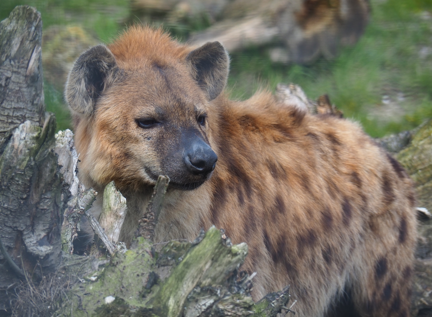Spotted hyena (Crocuta crocuta), 2019-04-06