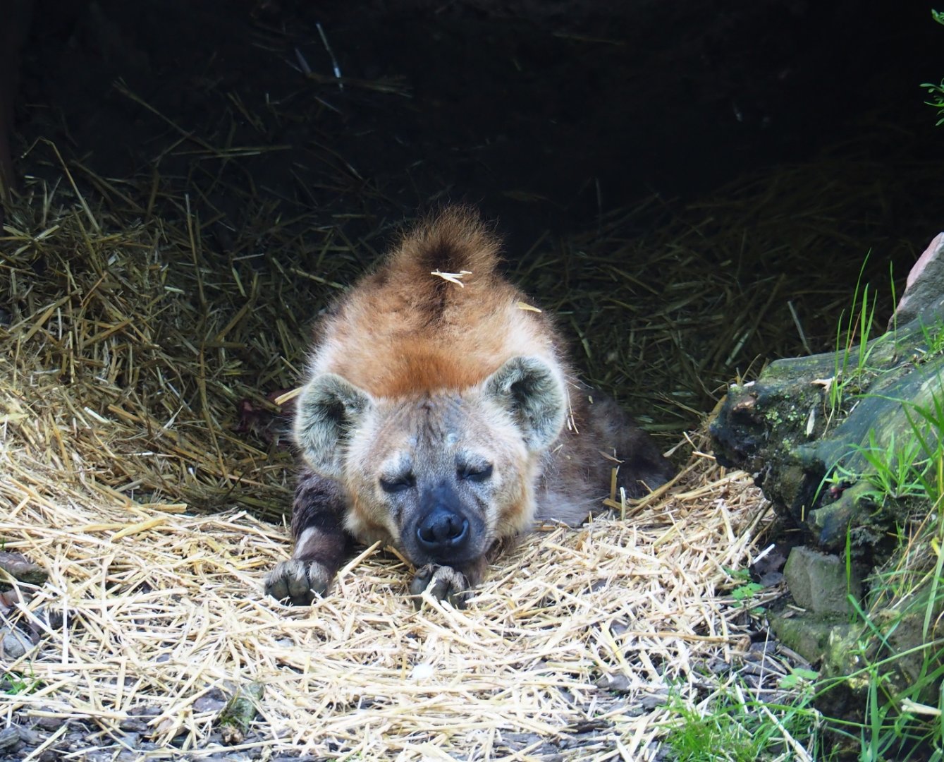 Spotted hyena (Crocuta crocuta), 2019-05-31