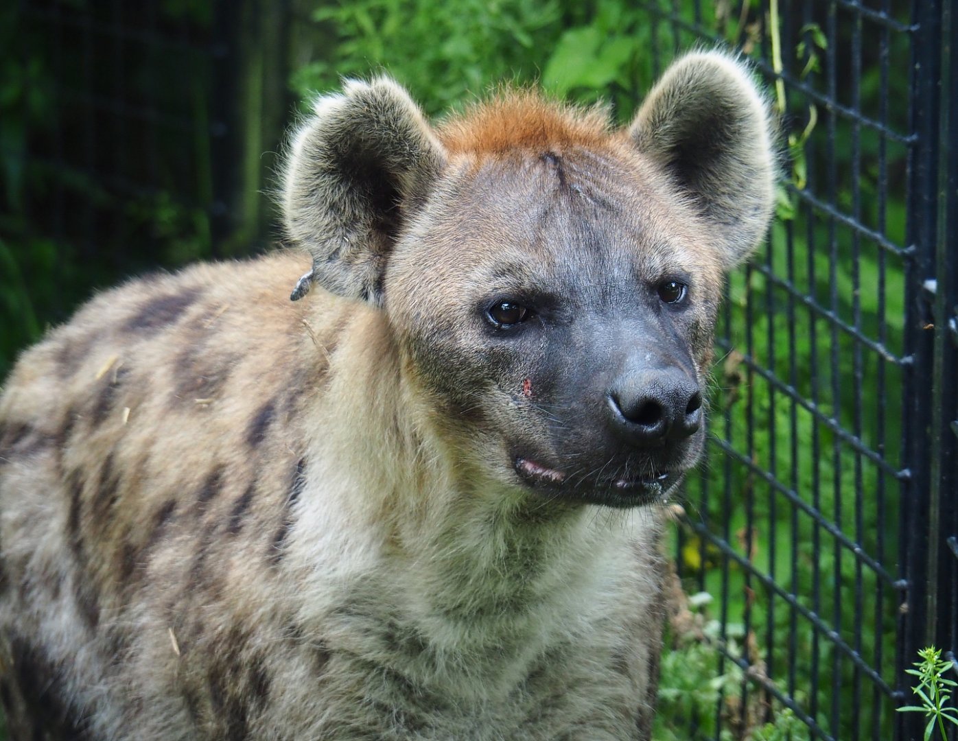 Spotted hyena (Crocuta crocuta), 2019-06-26