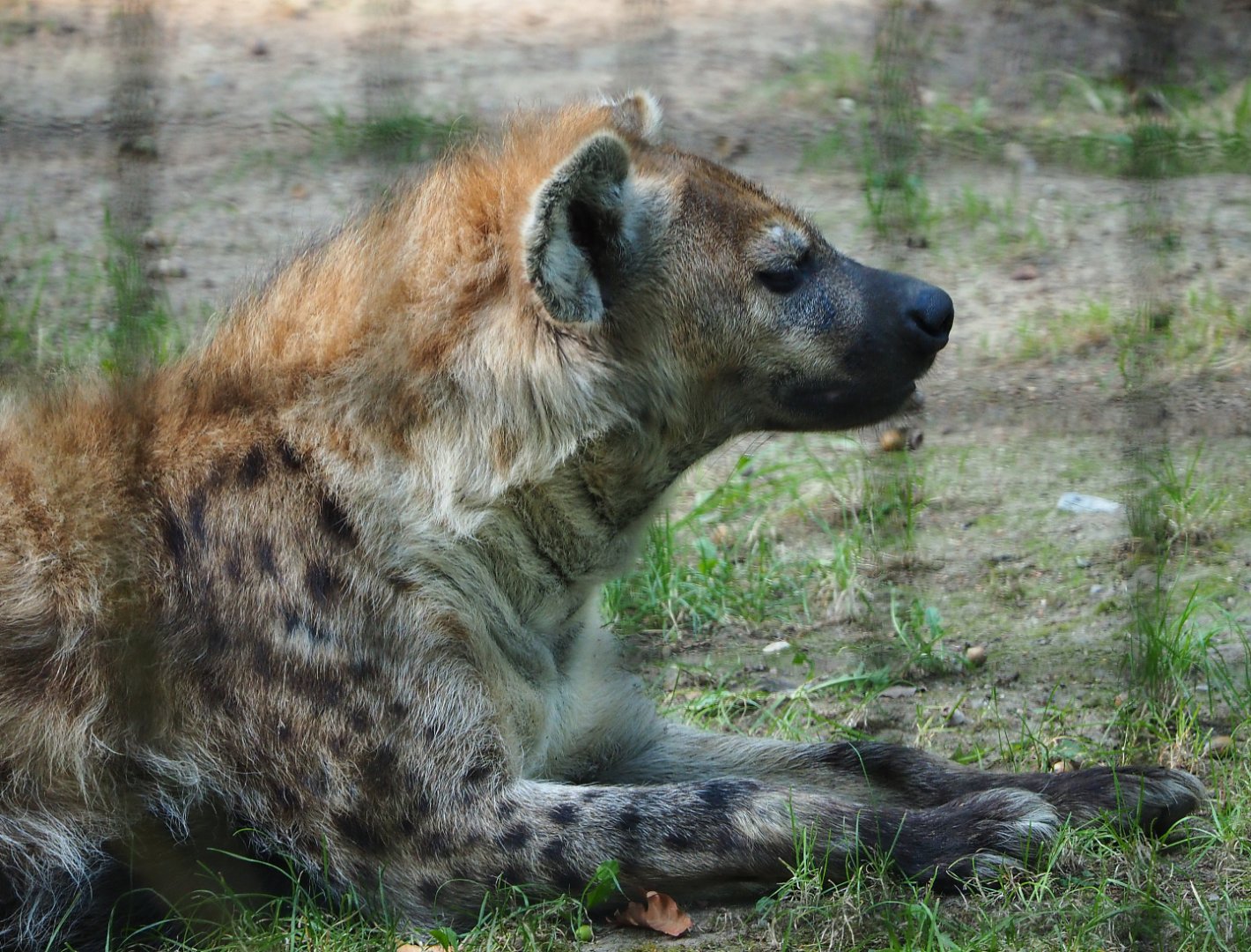 Spotted hyena (Crocuta crocuta), 2020-09-16