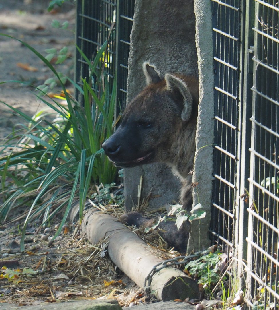 Spotted hyena (Crocuta crocuta), 2020-10-10