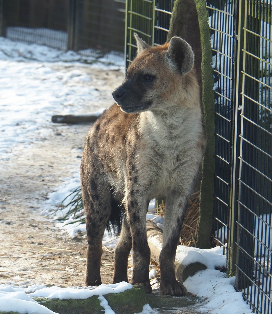 Spotted hyena (Crocuta crocuta), 2021-02-14