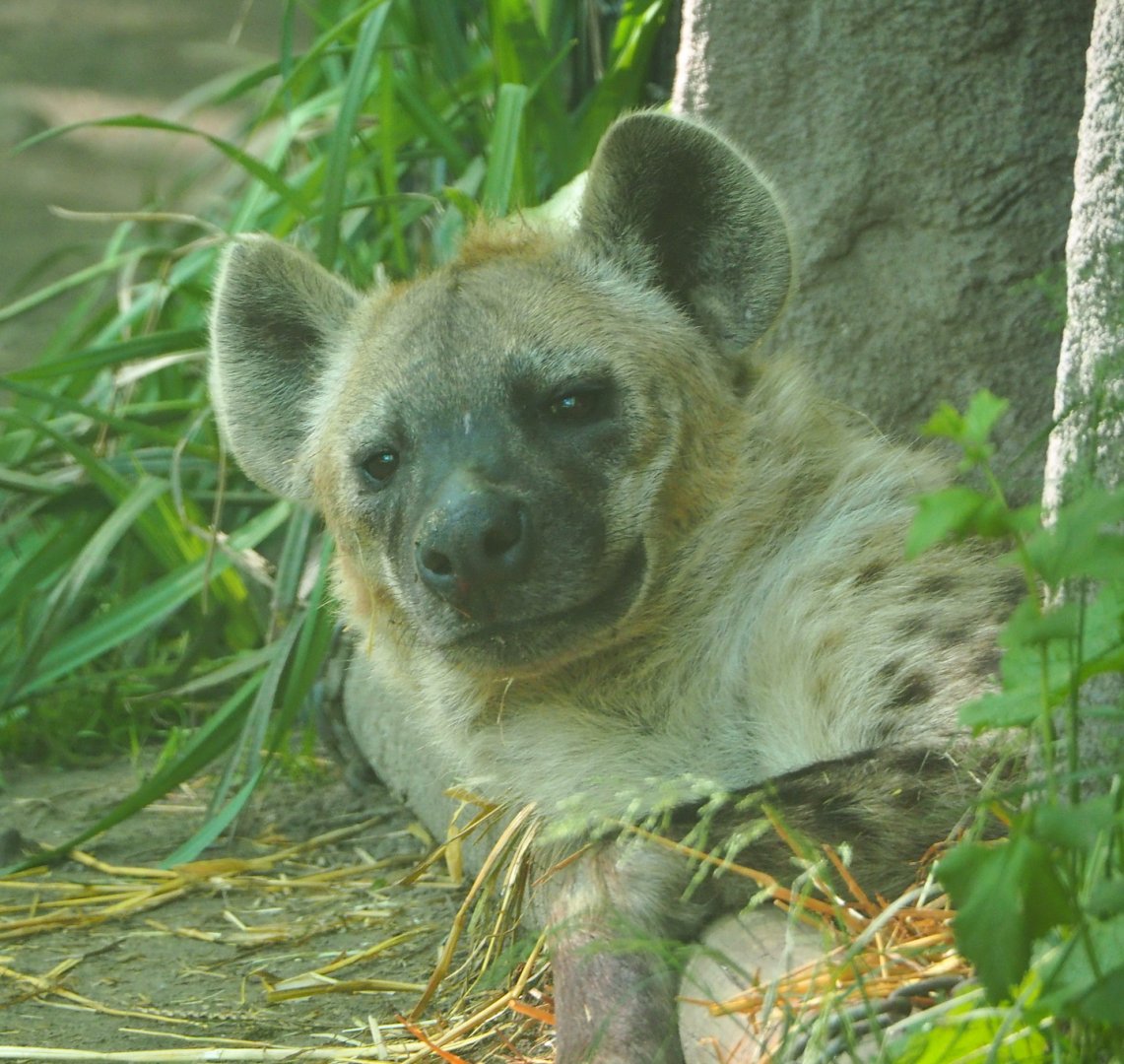 Spotted hyena (Crocuta crocuta), 2021-06-01