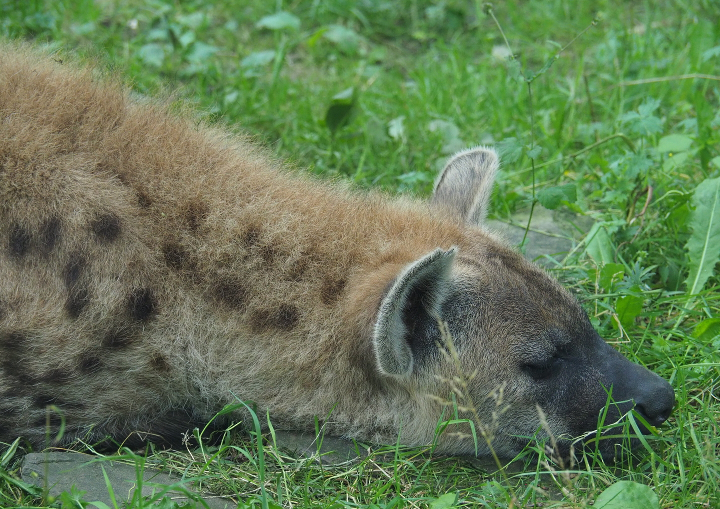 Spotted hyena (Crocuta crocuta), 2021-07-03