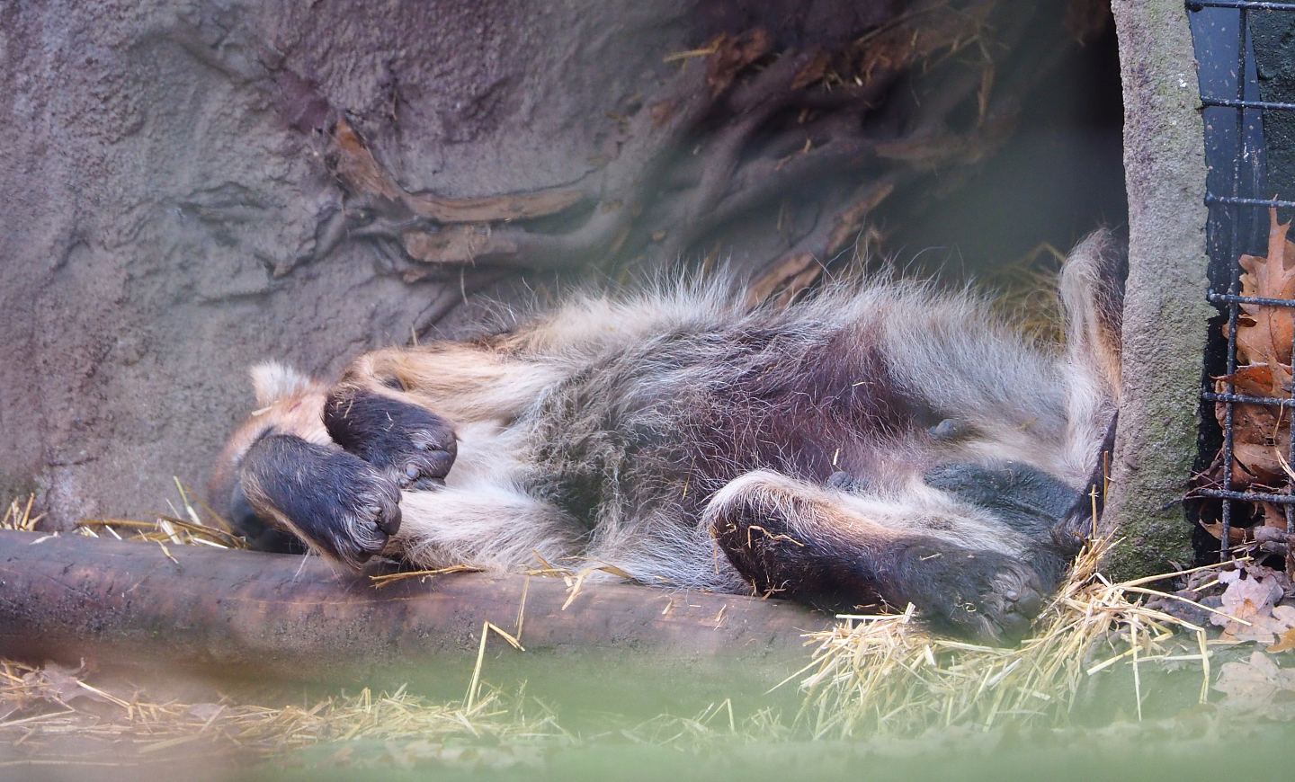 Spotted hyena (Crocuta crocuta), 2021-11-23