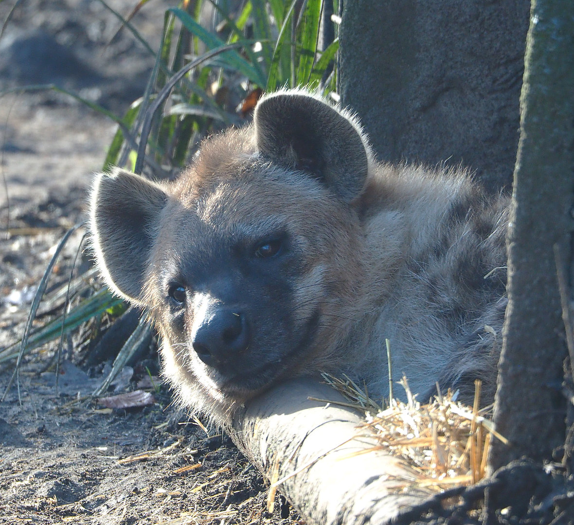 Spotted hyena (Crocuta crocuta), 2022-01-30