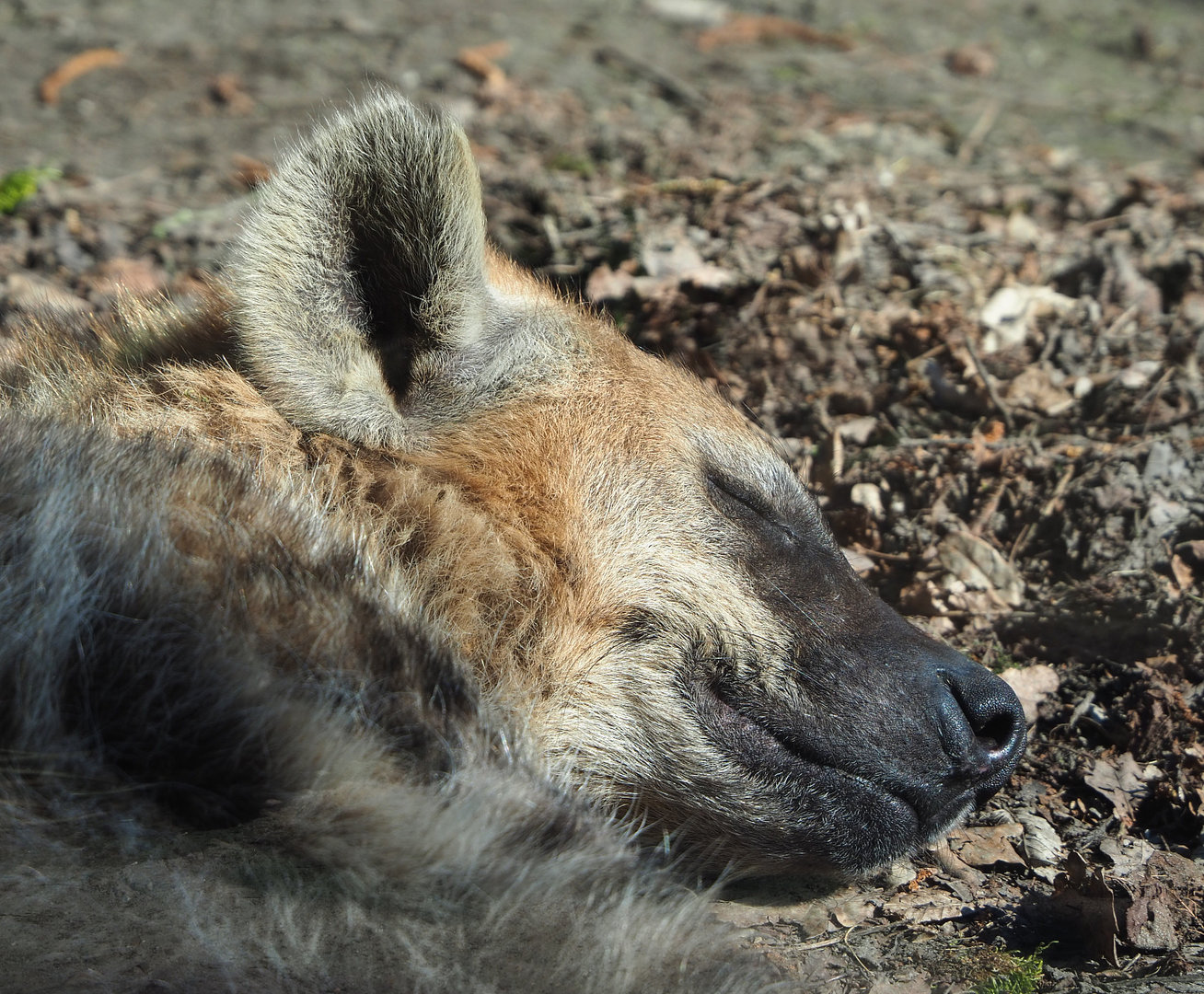 Spotted hyena (Crocuta crocuta), 2022-03-08