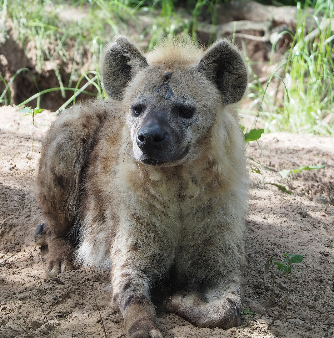 Spotted hyena (Crocuta crocuta), 2022-06-12