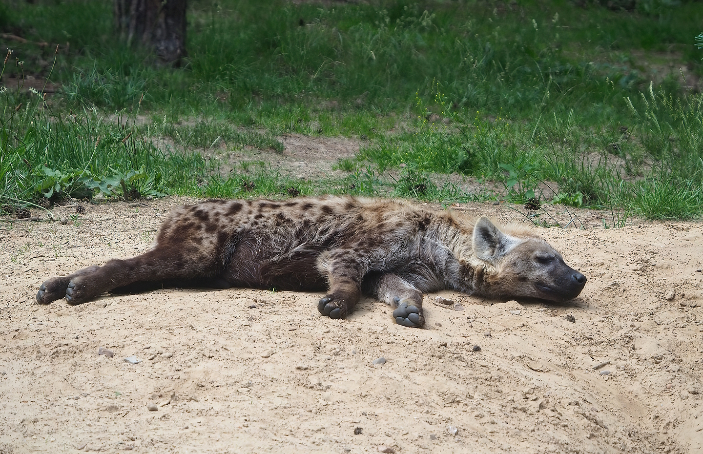 Spotted hyena (Crocuta crocuta), 2022-06-12