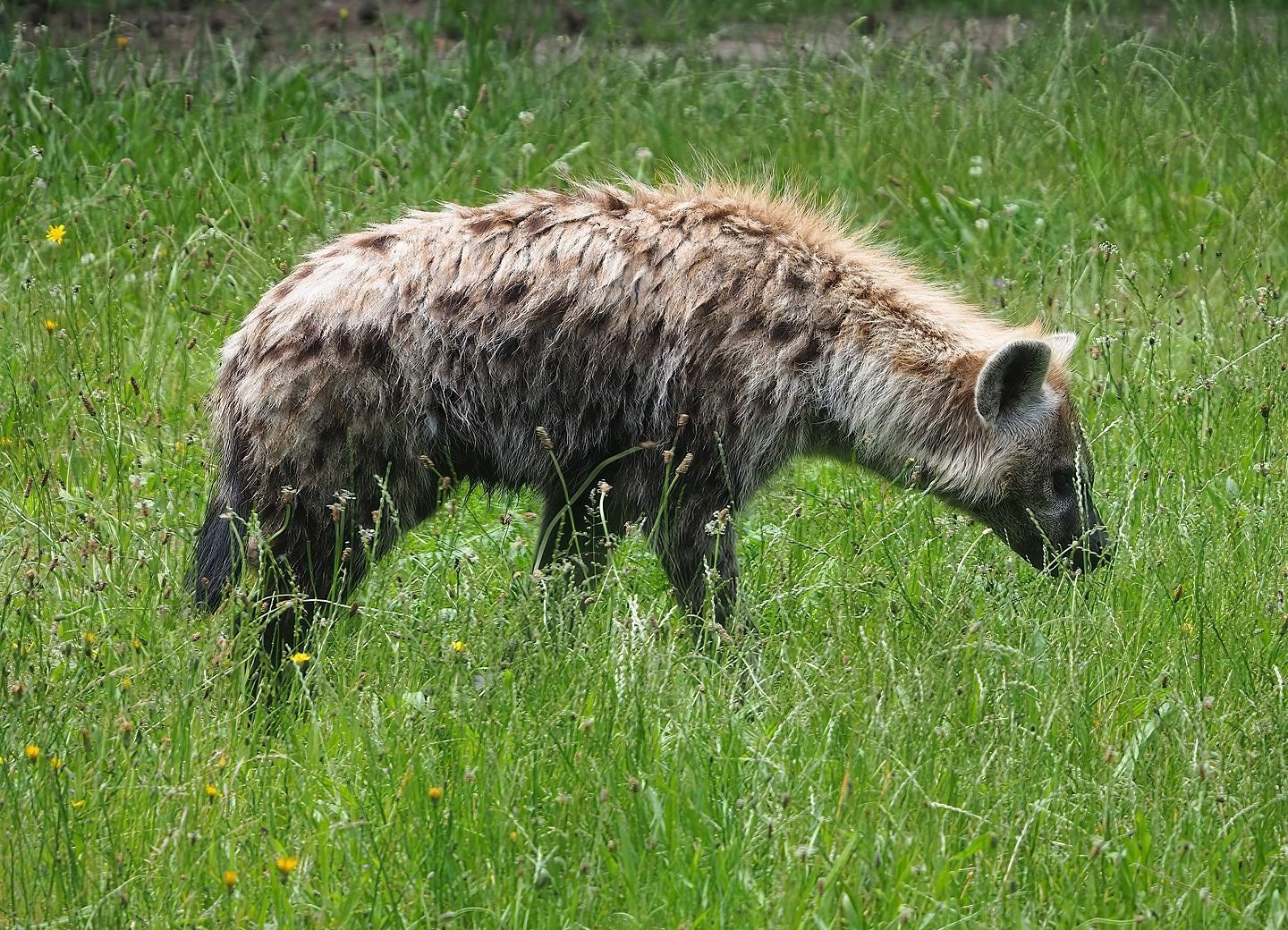 Spotted hyena (Crocuta crocuta), 2022-06-12