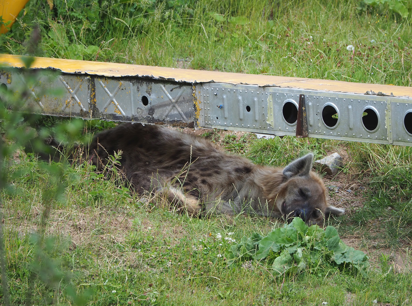 Spotted hyena (Crocuta crocuta), 2022-06-28