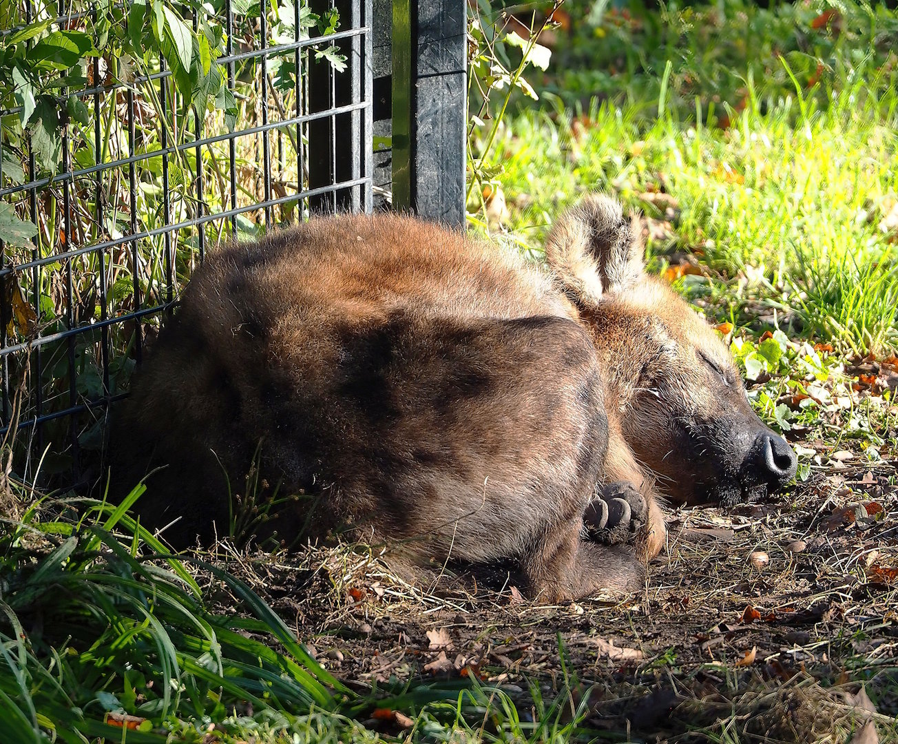 Spotted hyena (Crocuta crocuta), 2022-11-12