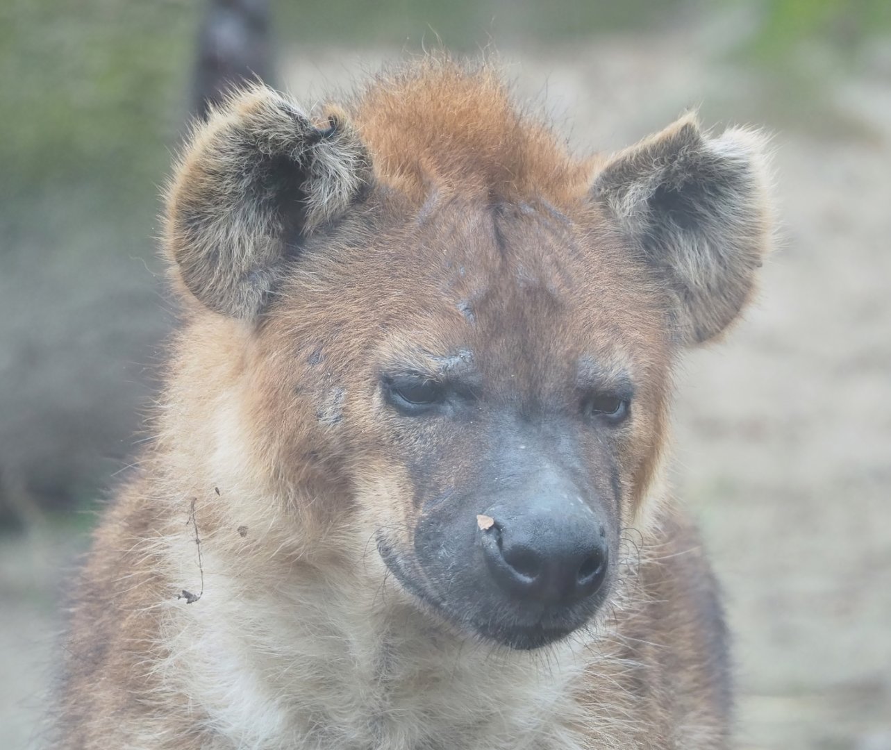 Spotted hyena (Crocuta crocuta), 2023-02-19