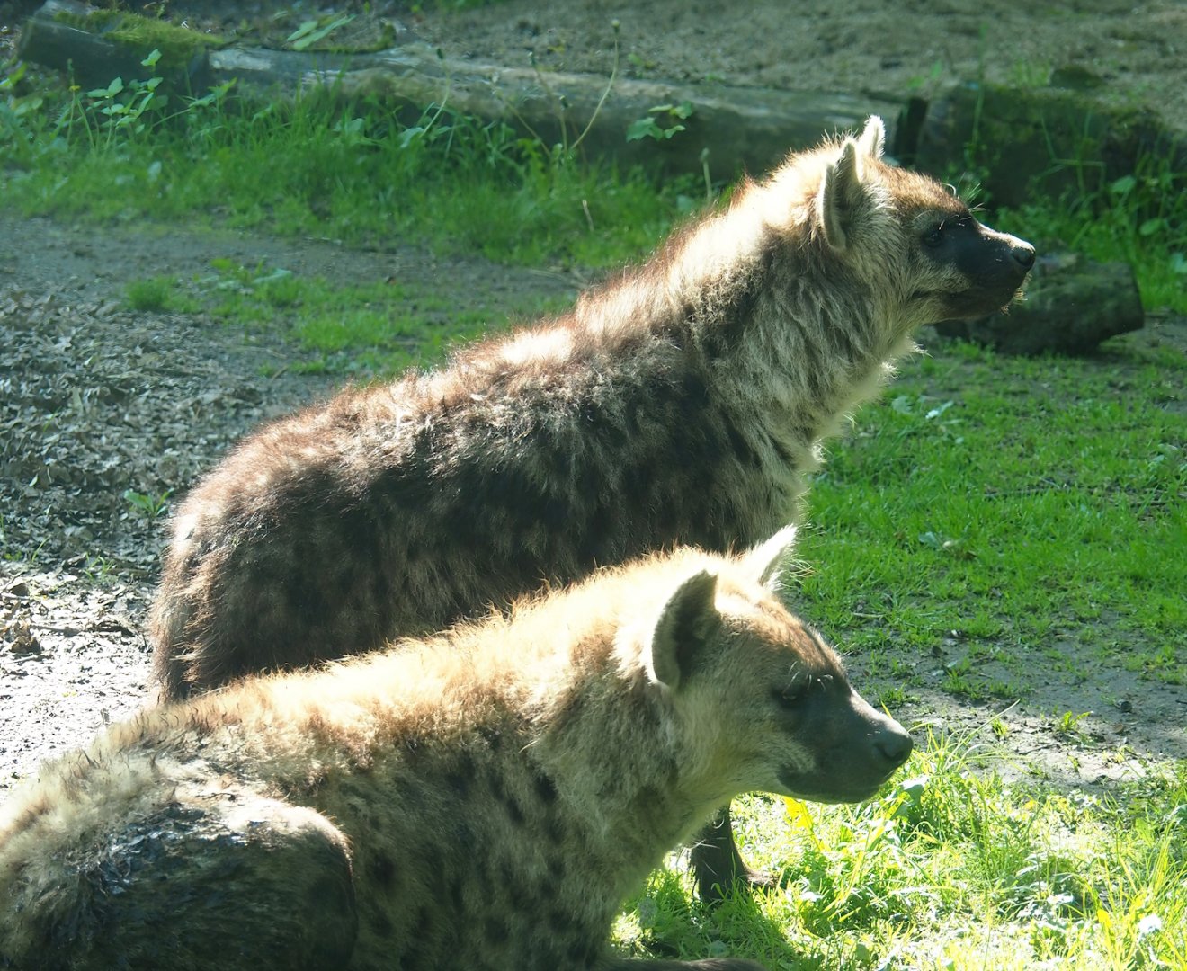 Spotted hyena (Crocuta crocuta), 2023-05-13