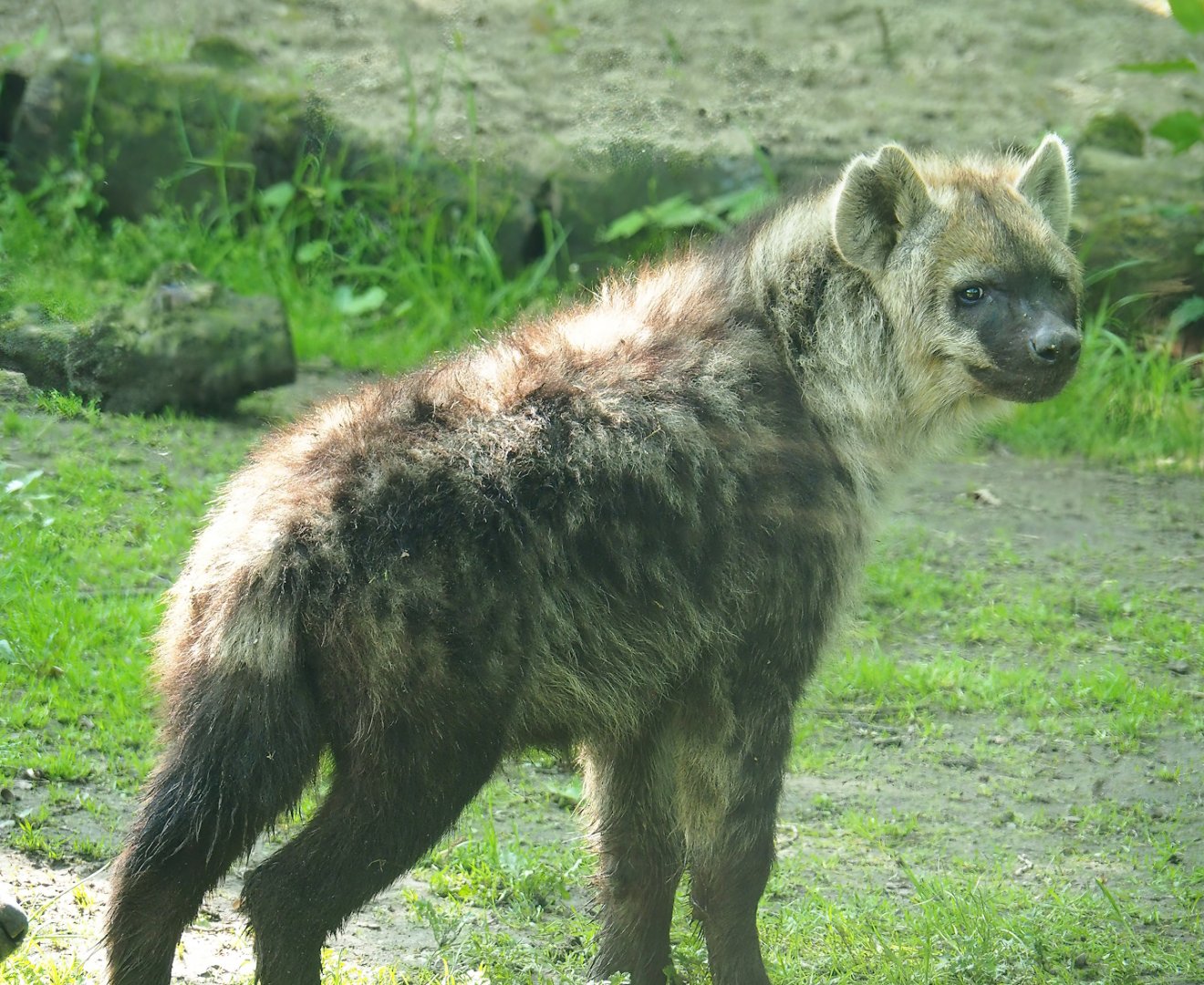 Spotted hyena (Crocuta crocuta), 2023-05-13