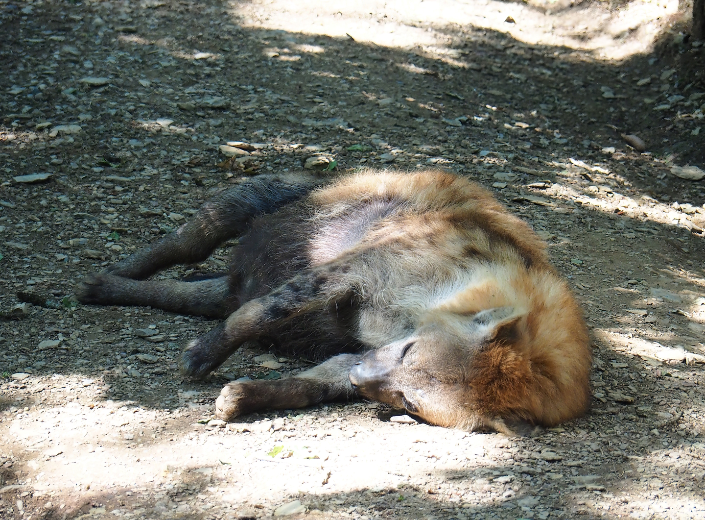Spotted hyena (Crocuta crocuta), 2023-06-24