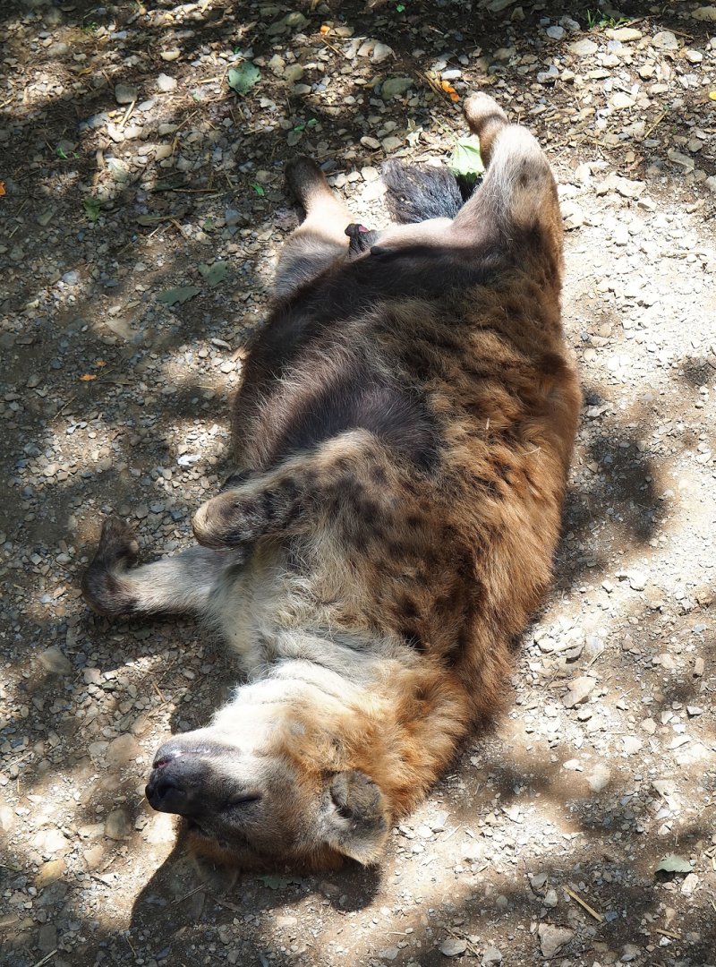 Spotted hyena (Crocuta crocuta), 2023-06-24