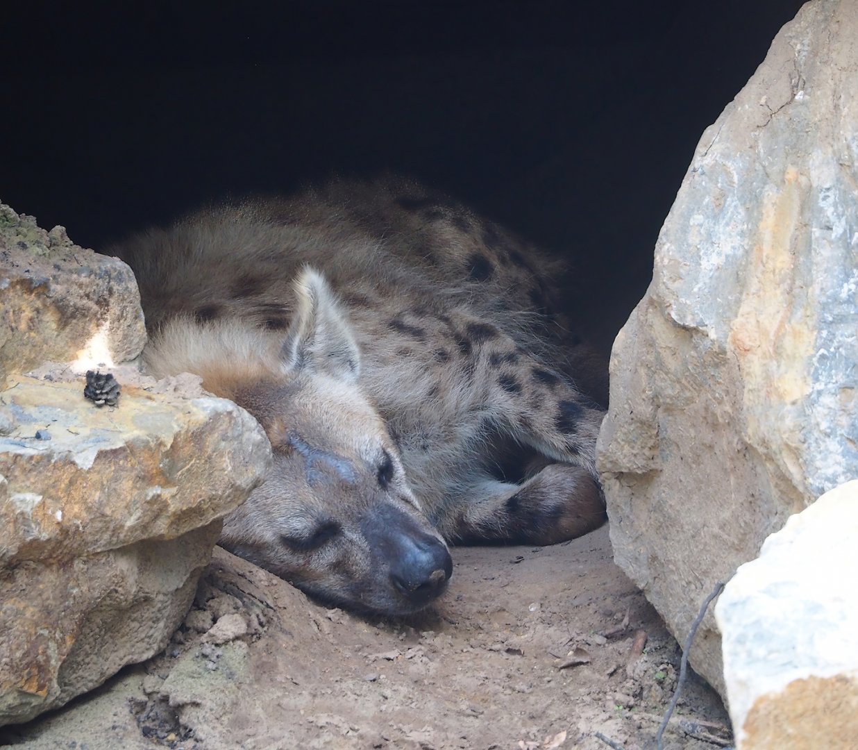 Spotted hyena (Crocuta crocuta), 2023-08-15