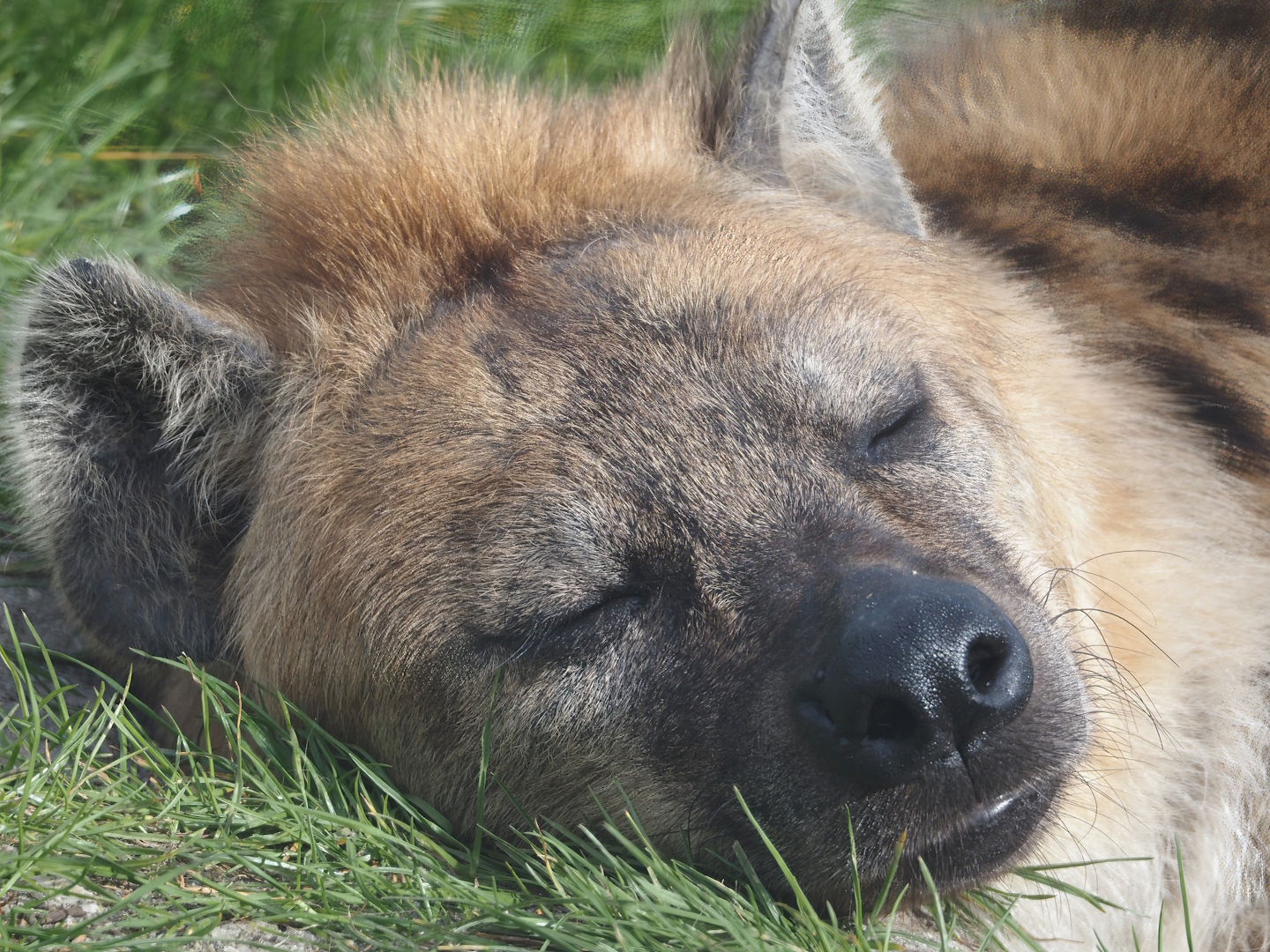 Spotted hyena (Crocuta crocuta), 2024-04-14