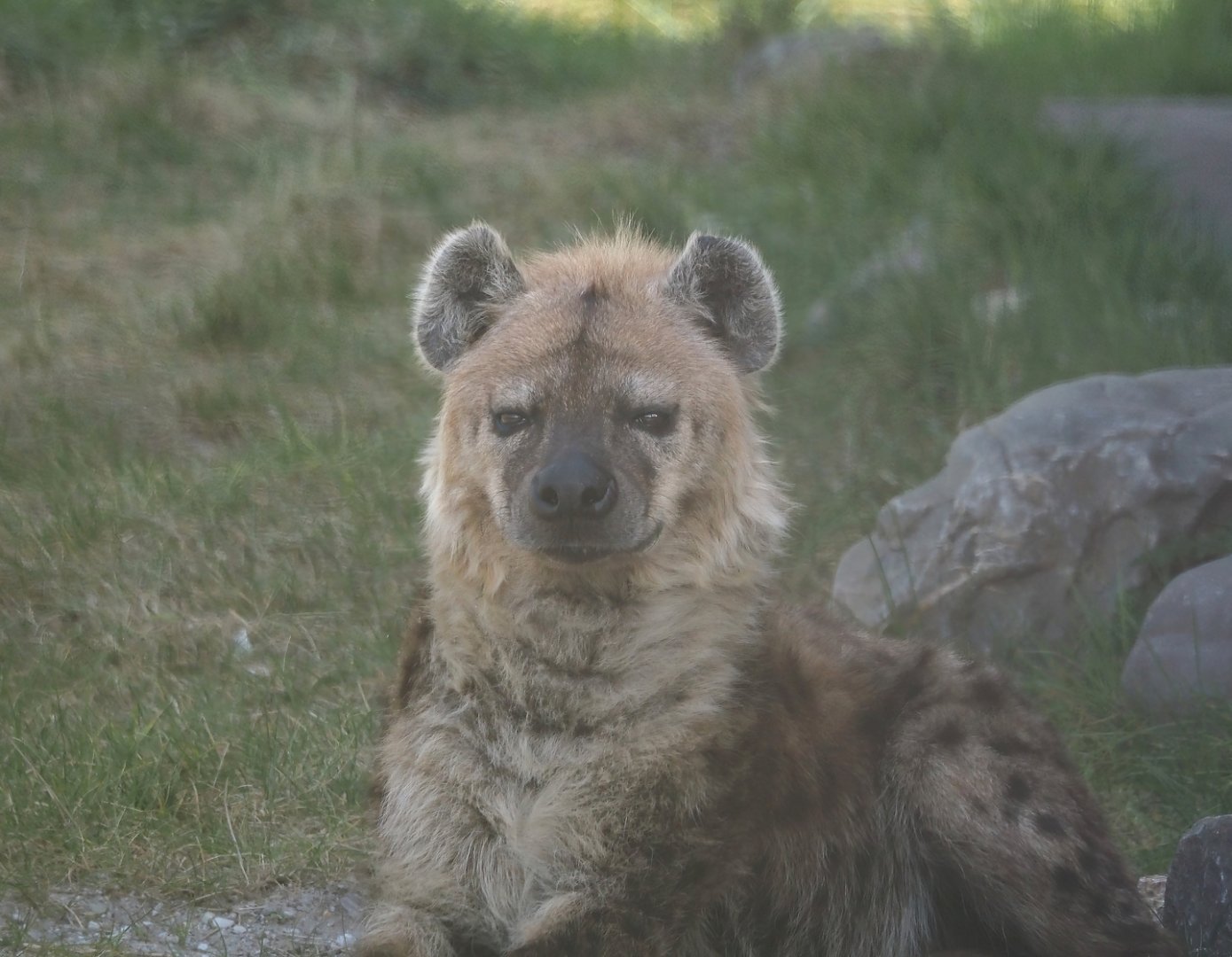 Spotted hyena (Crocuta crocuta), 2025-04-12