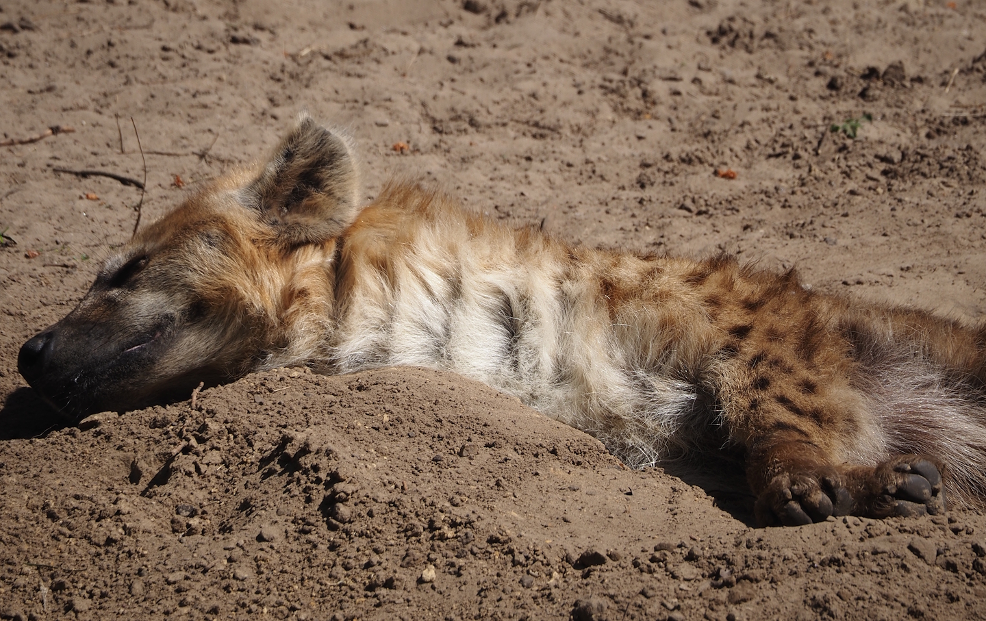 Spotted hyena (Crocuta crocuta), 2025-04-30