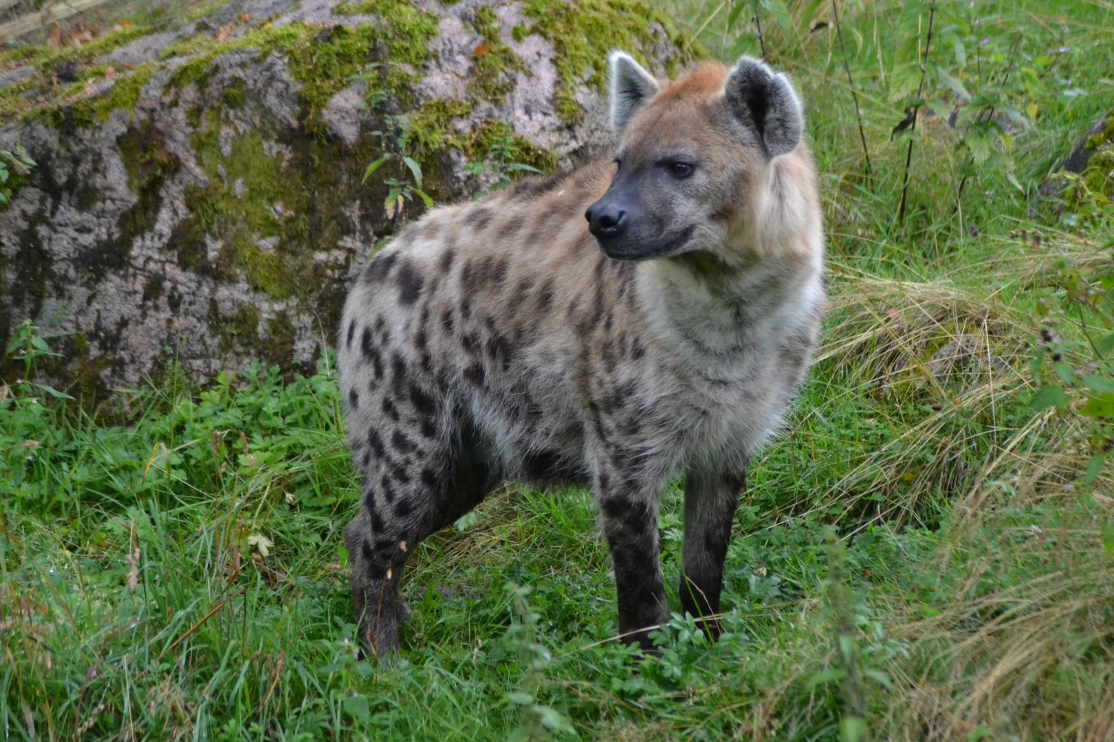 Spotted hyena (Crocuta crocuta) at Borås Zoo