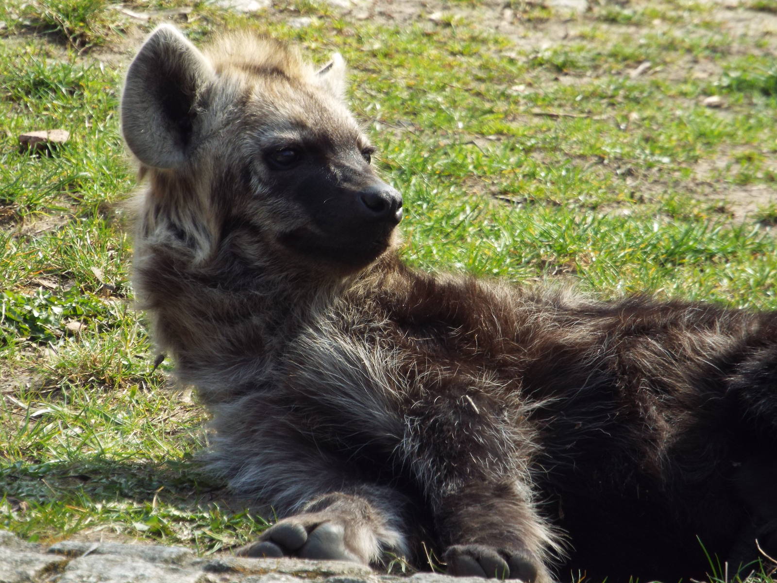 Spotted Hyena (Crocuta crocuta) at Tierpark Berlin - 3 April 2014