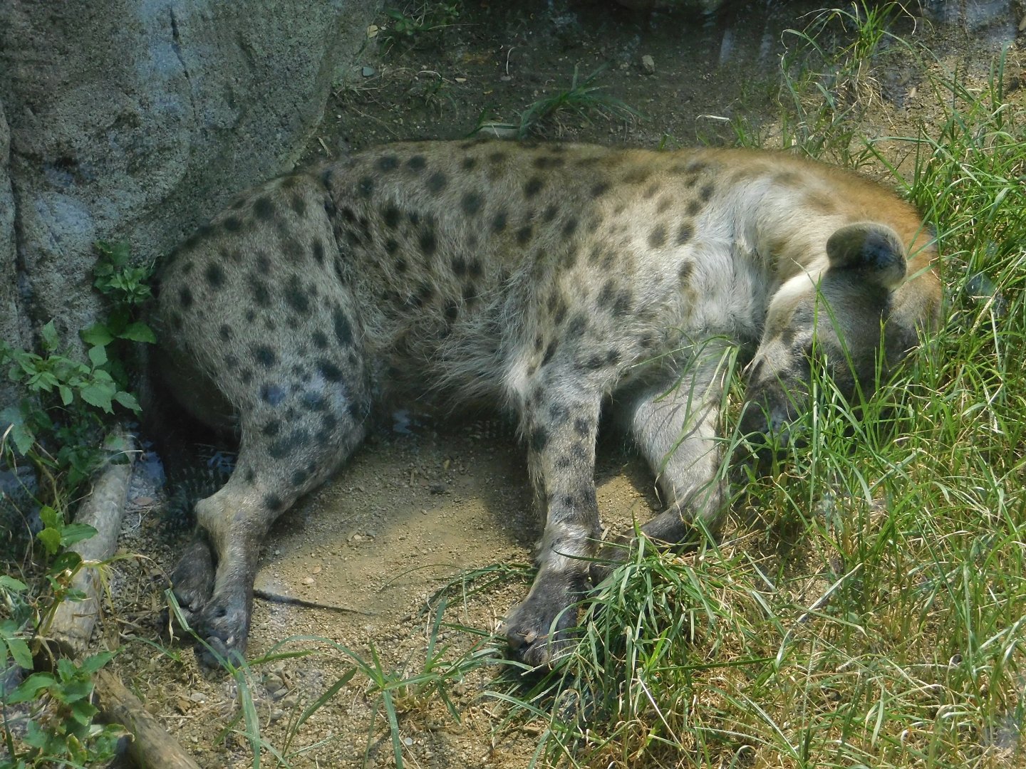 Spotted Hyena (Crocuta crocuta) August 8, 2025