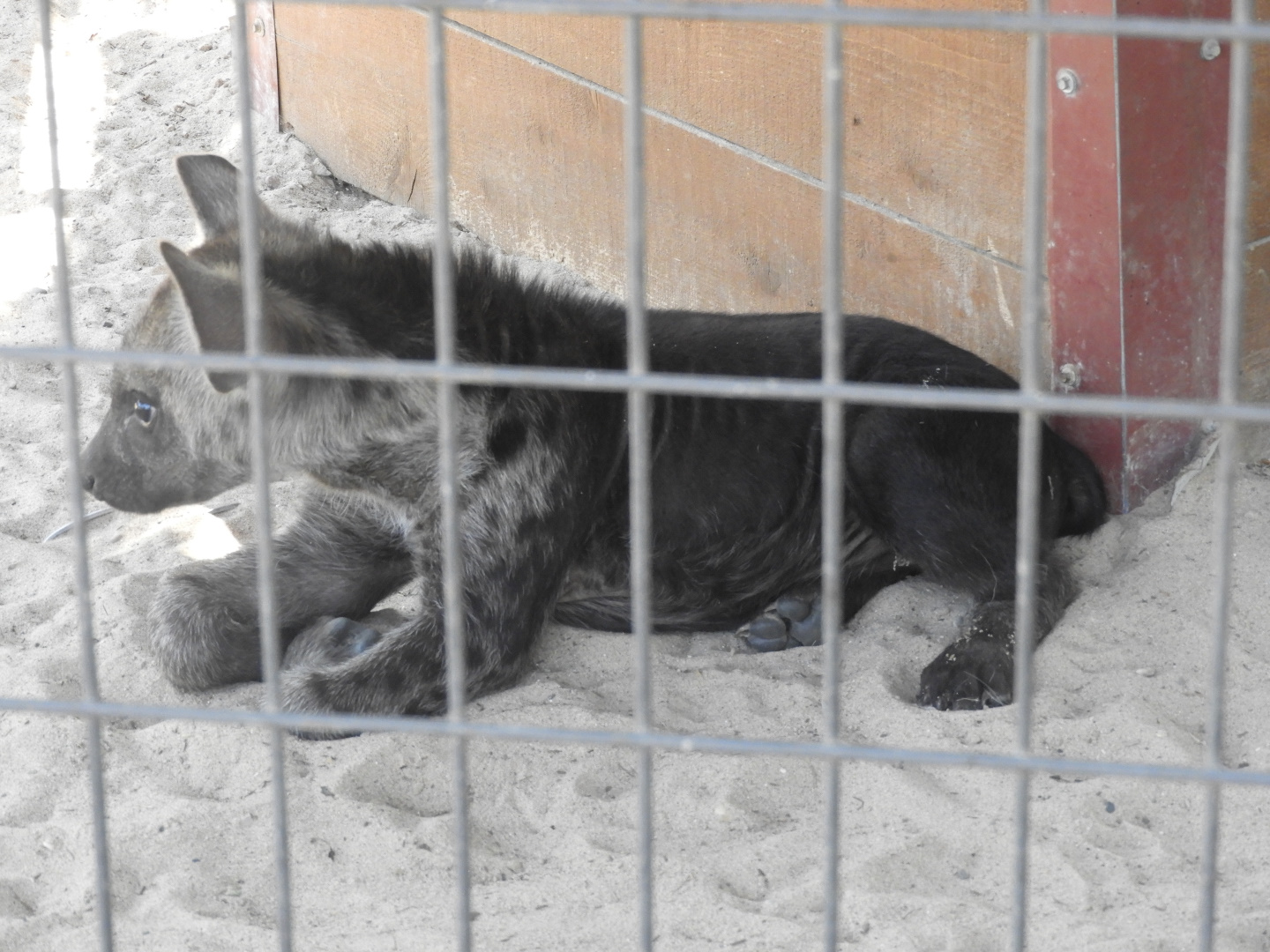 Spotted Hyena (Crocuta crocuta) cub