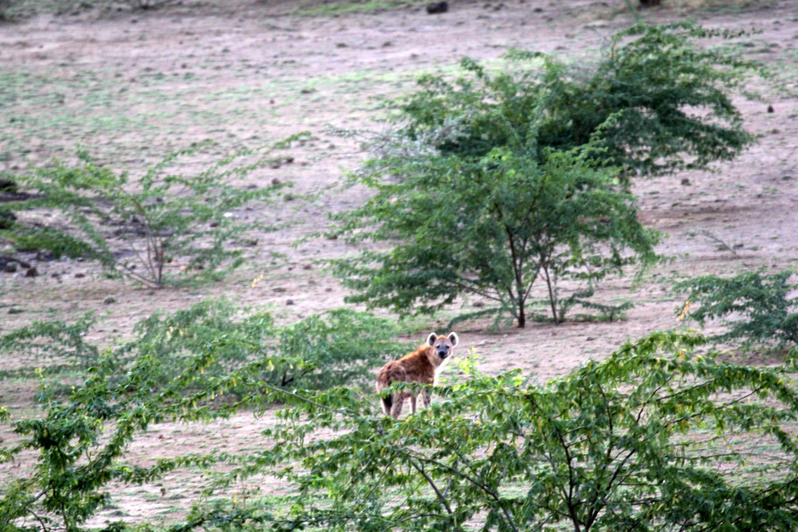 spotted hyena (Crocuta crocuta) emerging at dusk from the "Hyena Cave" outside Awash NP