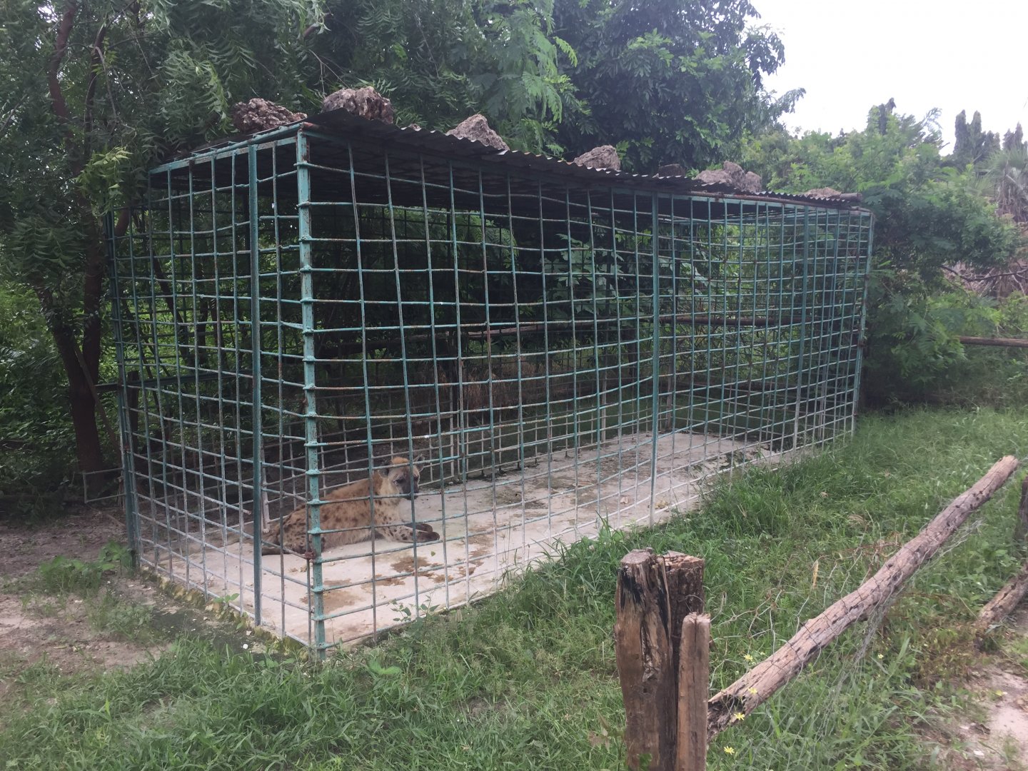 Spotted hyena (Crocuta crocuta) enclosure