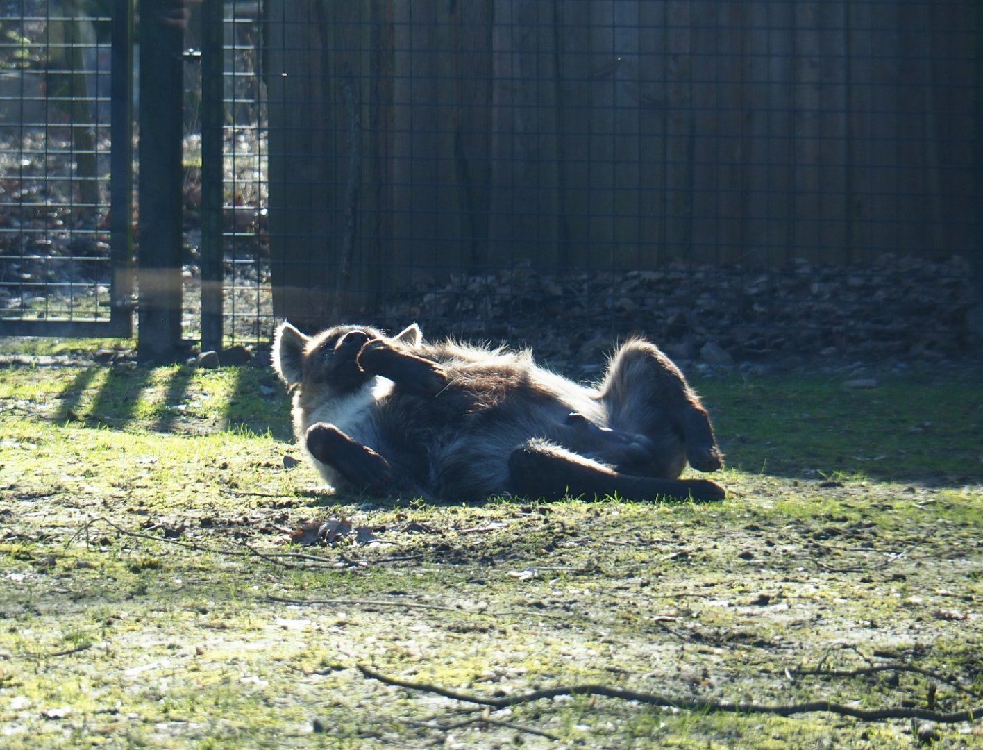 Spotted hyena (Crocuta crocuta), Feb 16th, 2019