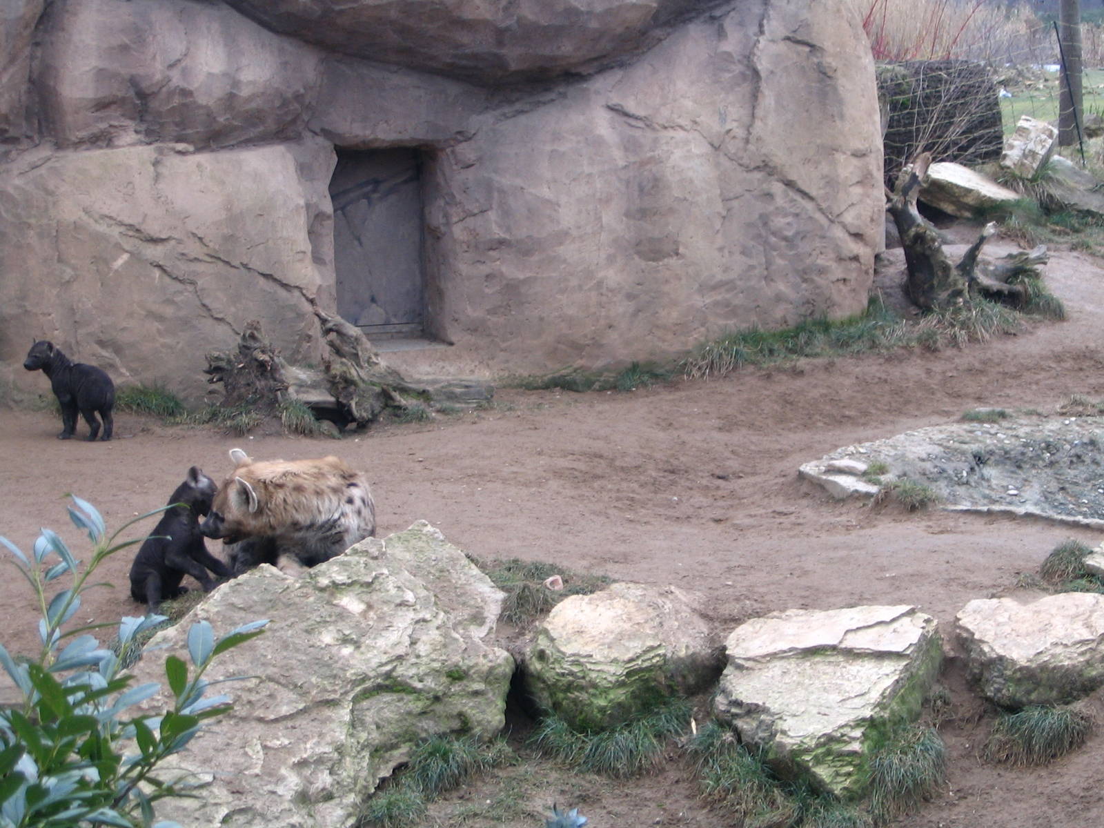 Spotted hyena (Crocuta crocuta) in the midday heat