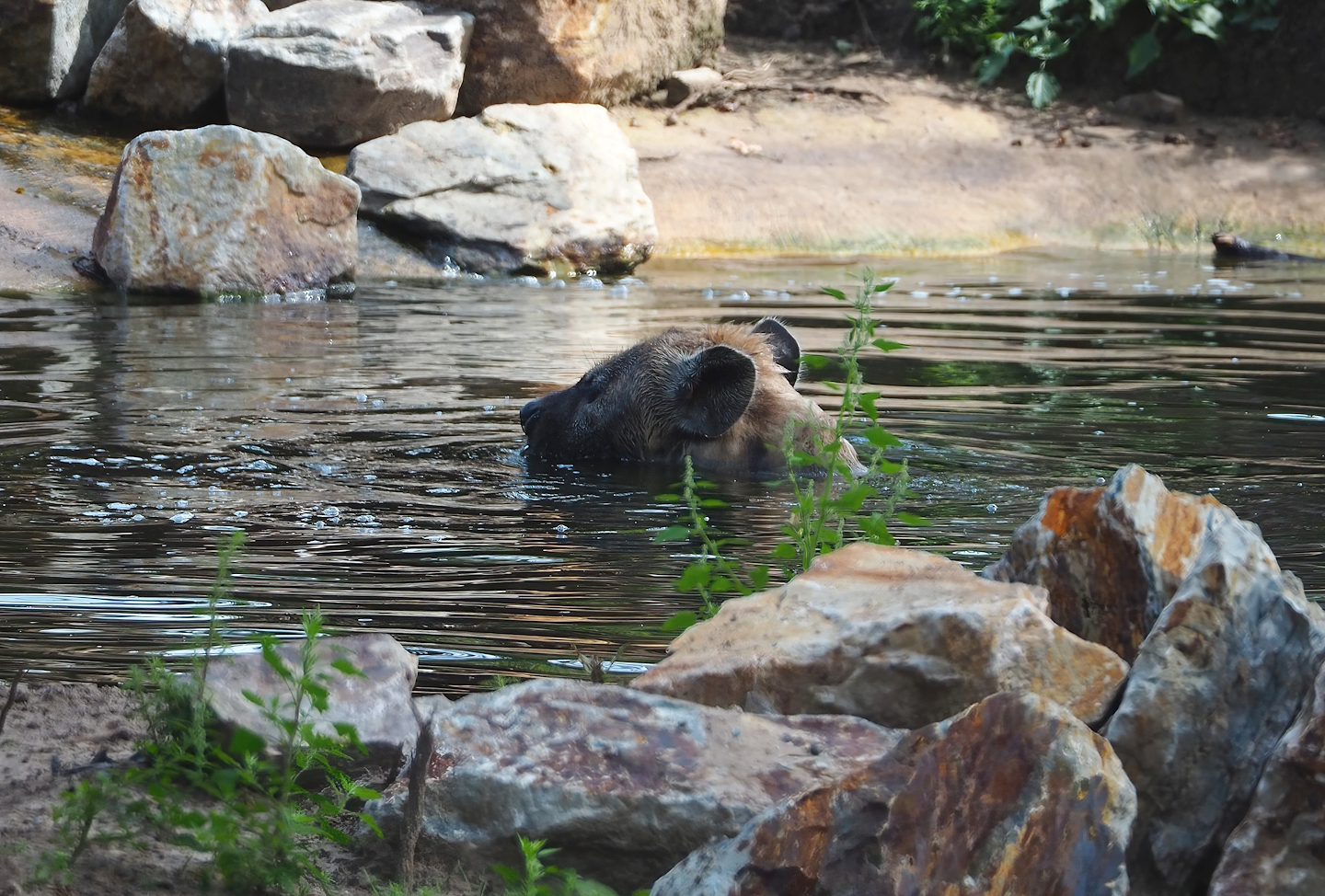 Spotted hyena (Crocuta crocuta) in the pond, 2023-08-15
