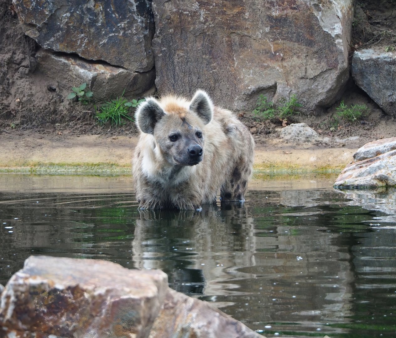 Spotted hyena (Crocuta crocuta) in the pond, 2023-08-15