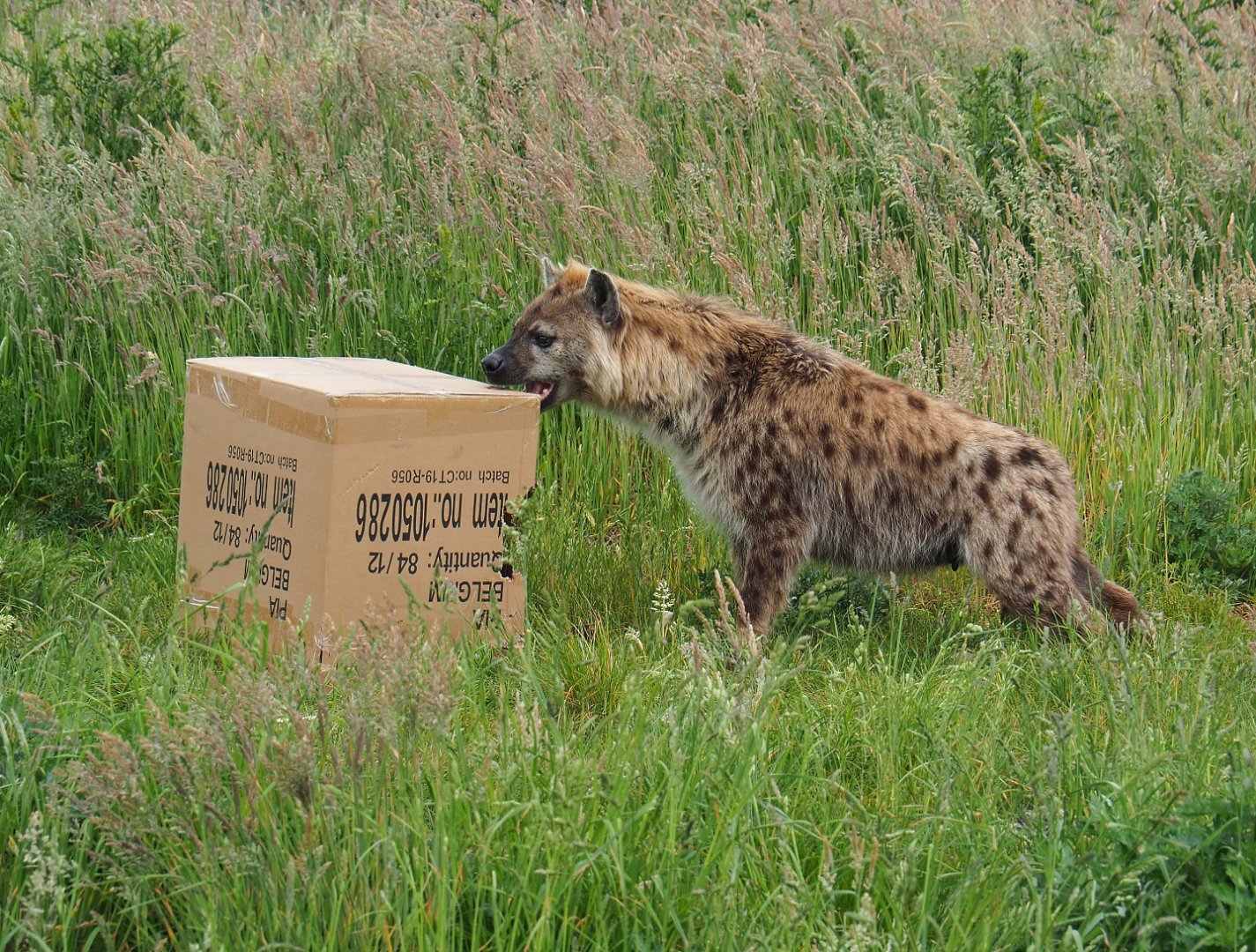 Spotted hyena (Crocuta crocuta) with cardboard box enrichment, 2022-05-17