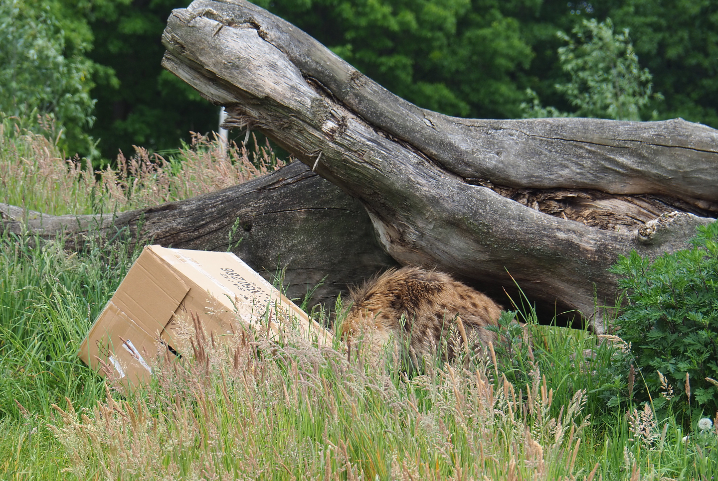 Spotted hyena (Crocuta crocuta) with cardboard box enrichment, 2022-05-17