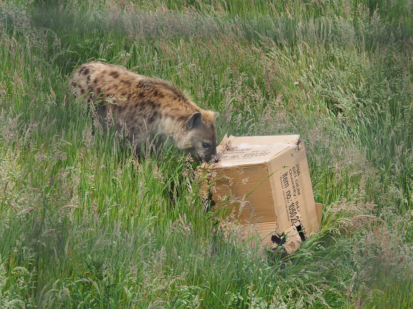 Spotted hyena (Crocuta crocuta) with cardboard box enrichment, 2022-05-17